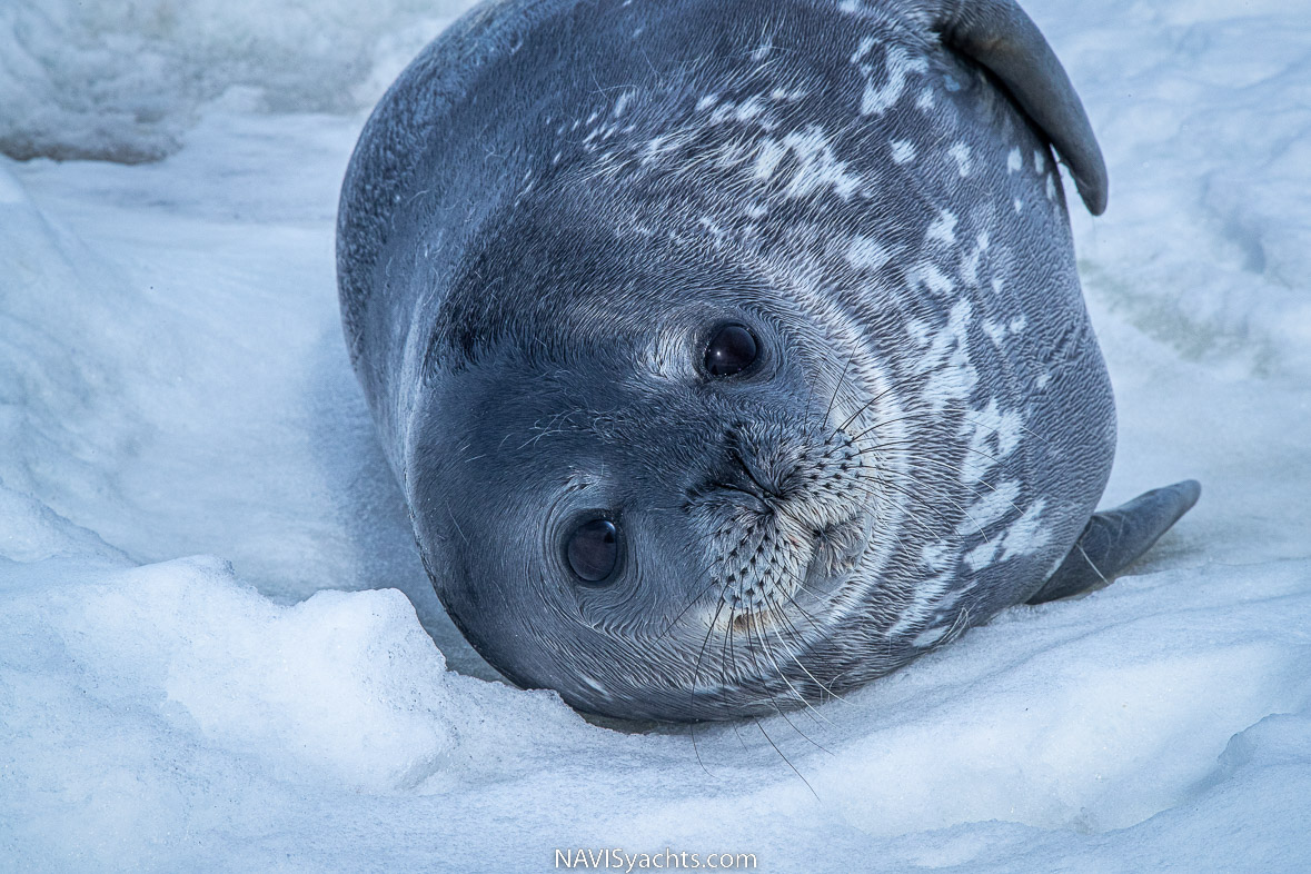 Weddell seal mother and cub on an ice floe