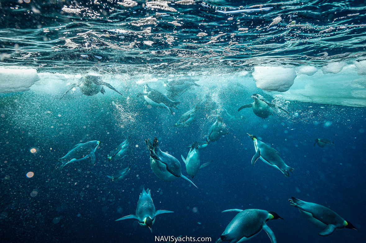 Emperor penguin swimming underwater