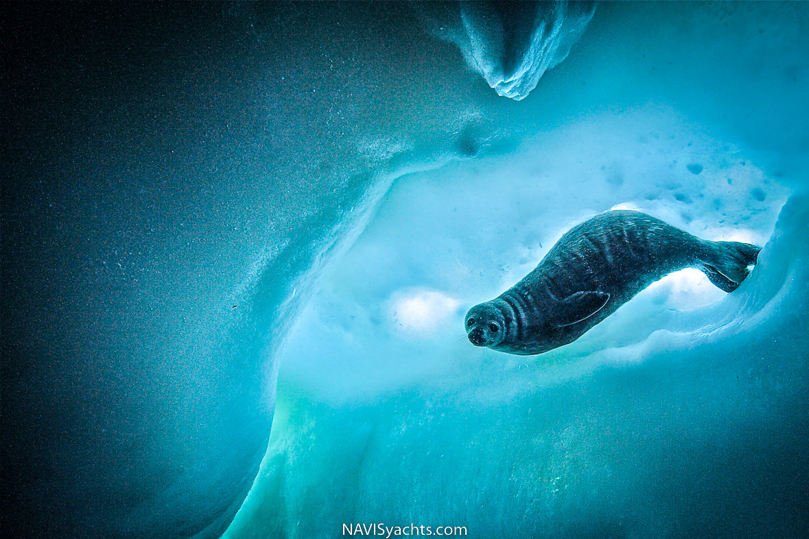 Didier Noirot filming underwater footage of marine life