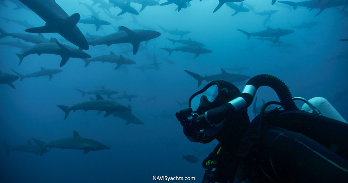Silky sharks gathering in the Pacific Ocean phenomenon