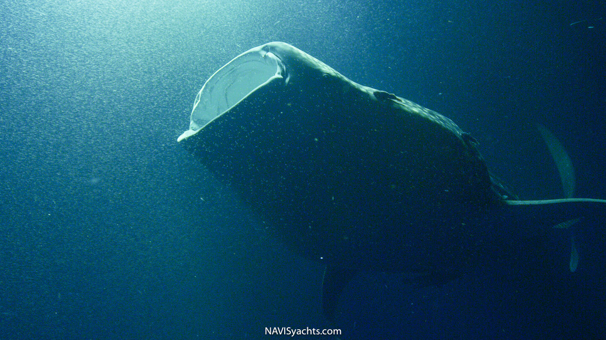 Diver encountering a whale shark in clear waters