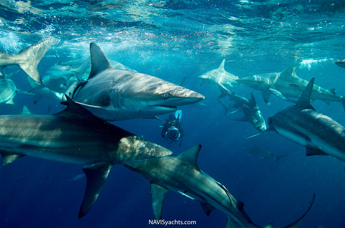 Didier_Sharks_L-6