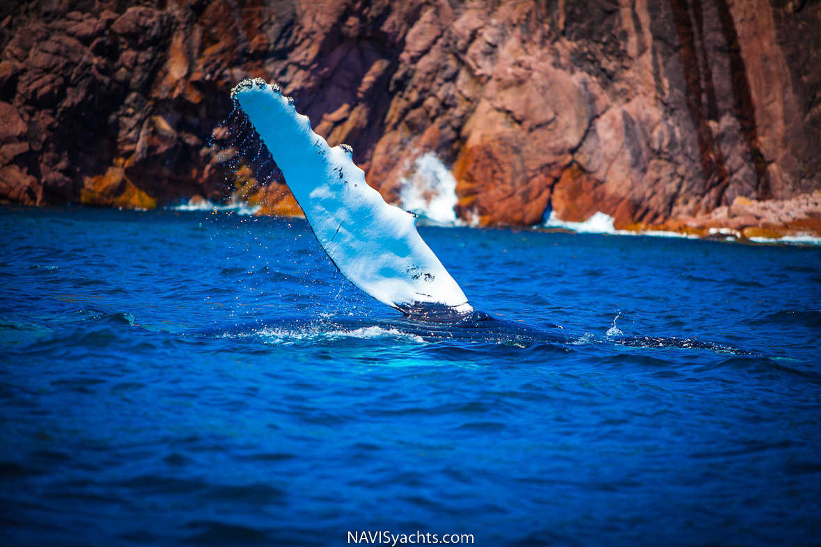 Stories from the ocean: Whales | Diving, Ocean Sustainability, Ocean Life