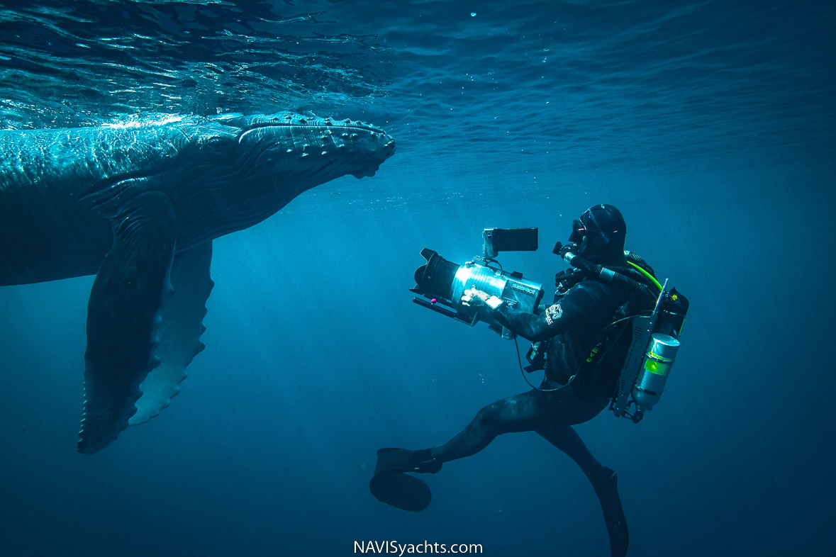 Stories from the ocean: Whales | Diving, Ocean Sustainability, Ocean Life