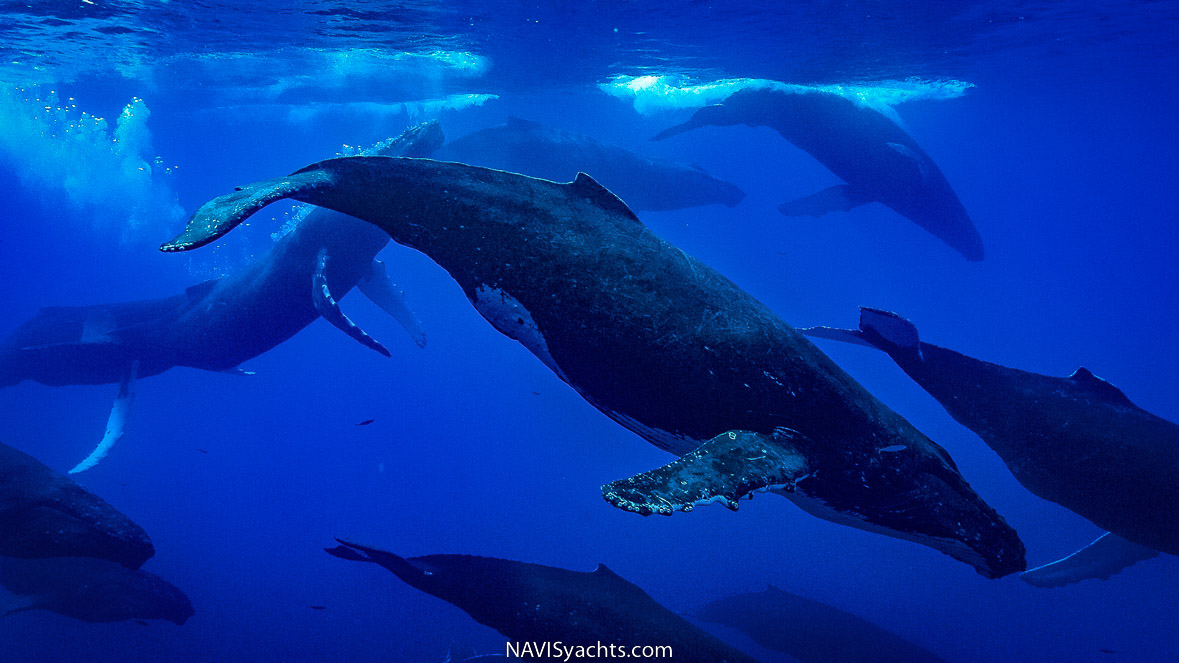 Stories from the ocean: Whales | Diving, Ocean Sustainability, Ocean Life