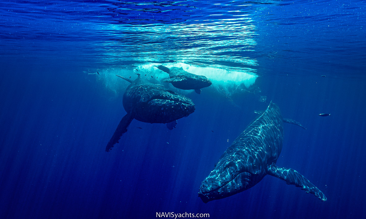 Stories from the ocean: Whales | Diving, Ocean Sustainability, Ocean Life